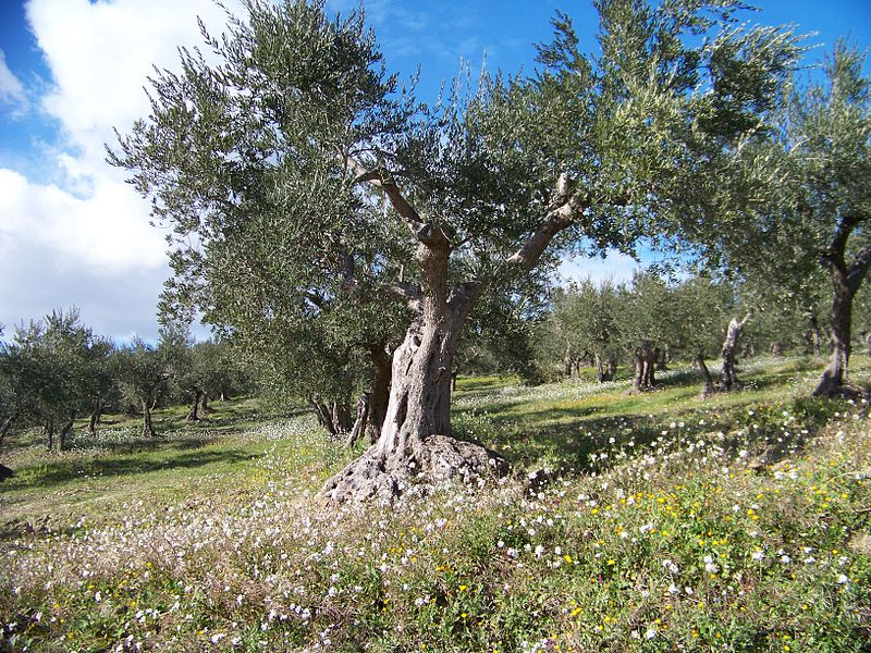 Nella Manovra prevista l’eradicazione degli olivi secolari