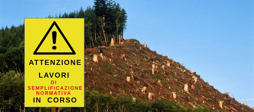 Il Governo Italiano continua a favorire il taglio degli alberi indebolendo le norme di salvaguardia per foreste e alberi monumentali