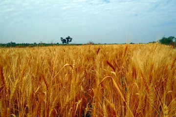 Falsa informazione sui grani antichi: cui prodest?